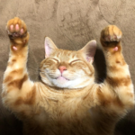 マイにゃん