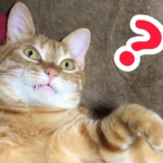 マイにゃん