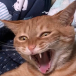 マイにゃん